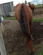 Jument Whiz N Jessie chex Quatre Horse