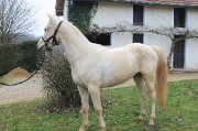 Hongre palomino,1m55