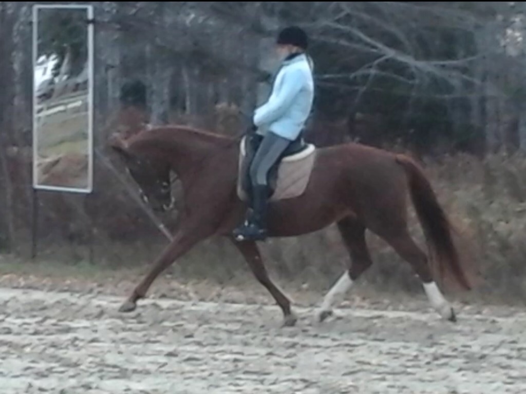 Jument 9 ans hanovrien