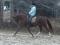 Jument 9 ans hanovrien