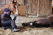 Cours d'équitation Laurentides (route 158)