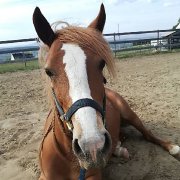 Poney Welsh 13.2 mains recherche cavalier
