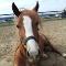 Poney Welsh 13.2 mains recherche cavalier