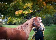 Poney Welsh 13.2 mains recherche cavalier