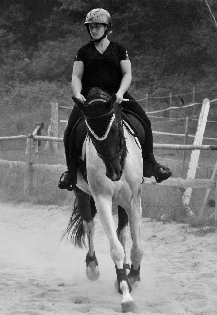 demi pension MIRABEL jeune cheval holsteiner x trakenner