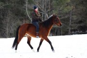Hongre croisé QuaterHorse et Standardbred