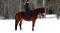 Hongre croisé QuaterHorse et Standardbred