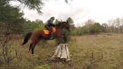 Hongre croisé QuaterHorse et Standardbred