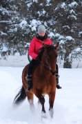Hongre croisé QuaterHorse et Standardbred