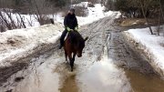 Hongre croisé QuaterHorse et Standardbred