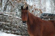 Hongre croisé QuaterHorse et Standardbred