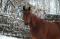 Hongre croisé QuaterHorse et Standardbred