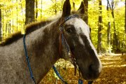 Demi-pension sur appaloosa à Mirabel
