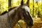 Demi-pension sur appaloosa à Mirabel