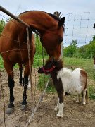 Micro cheval 25 pouce à vendre