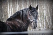Poulain Canadien in utero à réserver - Wakiza