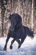 Poulain Canadien in utero à réserver - Wakiza