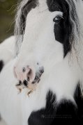 Poulain Gypsy Vanner in utero à réserver - Voltaire