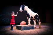 Poulain Gypsy Vanner in utero à réserver - Calypso