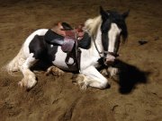 Poulain Gypsy Vanner in utero à réserver