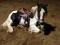 Poulain Gypsy Vanner in utero à réserver