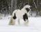 Poulain Gypsy Vanner in utero à réserver