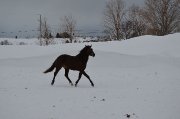Beau poulain 2 1/2 ans,