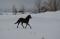 Beau poulain 2 1/2 ans,
