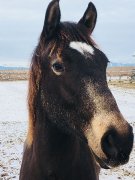 Beau poulain 2 1/2 ans,