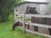je recherche un cheval a donner