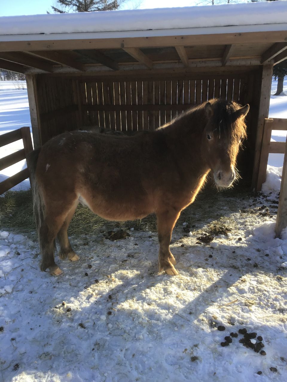 Grand mini cheval