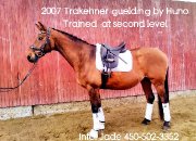 TRAKEHNER NIVEAU 2