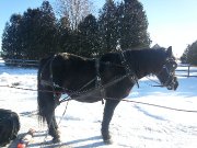 Beau Canadien