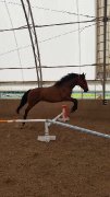 Cheval Pure sang espagnol x thoroughbred