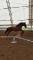 Cheval Pure sang espagnol x thoroughbred