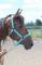 Cheval Pure sang espagnol x thoroughbred