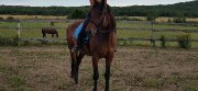 Cheval Pure sang espagnol x thoroughbred