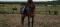 Cheval Pure sang espagnol x thoroughbred