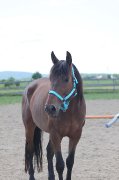 Cheval Pure sang espagnol x thoroughbred