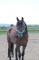 Cheval Pure sang espagnol x thoroughbred