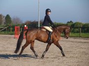 Petit cheval