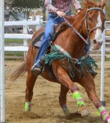 Cheval de gymkhana