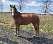 Superbe medium poney à vendre