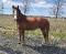 Superbe medium poney à vendre