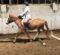 Superbe medium poney à vendre