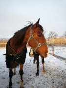 Couverture d'hiver shedrow
