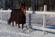 Couverture d'hiver shedrow