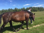 Belle jument de 9 ans à vendre, secteur de Mirabel