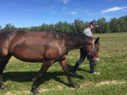 Belle jument de 9 ans à vendre, secteur de Mirabel