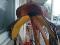 selle hobby horse 14 po